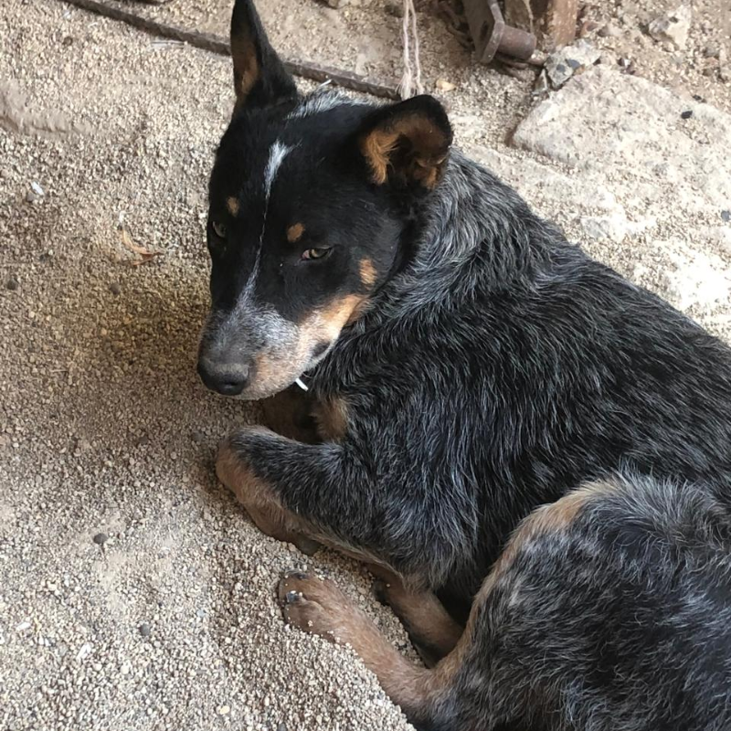 Rambo